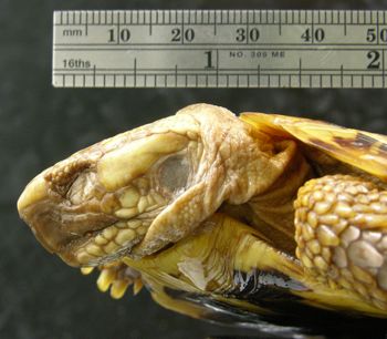 Media type: image; Herpetology R-39956